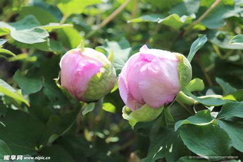 牡丹花苞|牡丹花苞：從零開始的養護